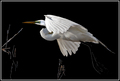 Egrets...I've had a few.... But then again....Too few to mention....