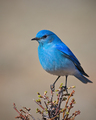 Mountain Bluebird Breeding Plumage