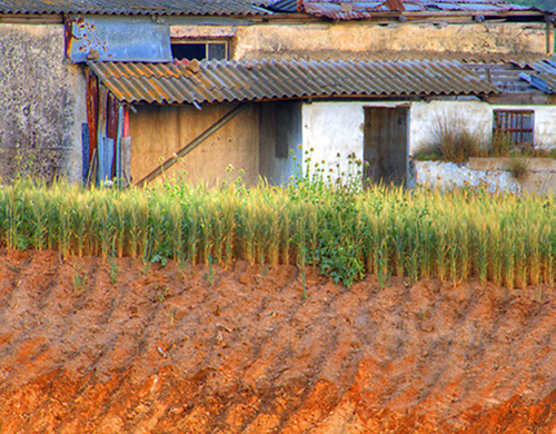 the house at the end of the field