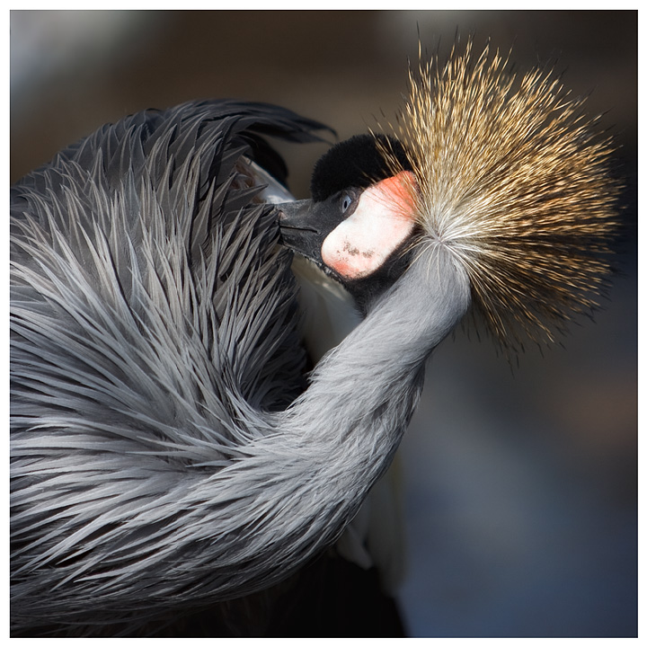 Preening