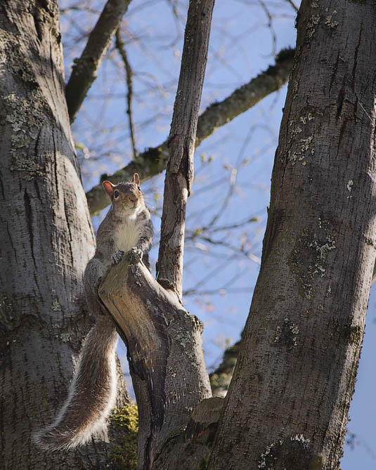 Have You Seen My Nuts?