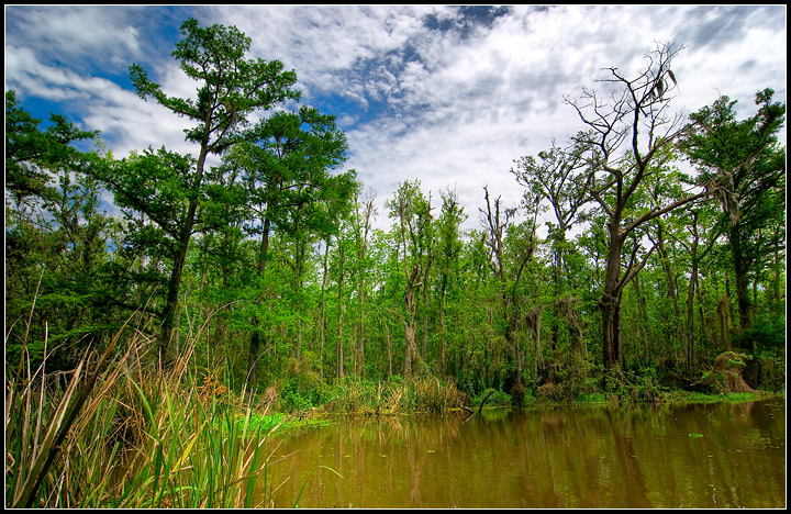 Primeval Swamp