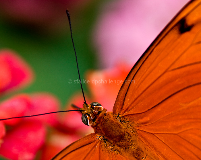 On the wings of a butterfly