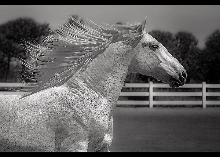 "The wind of heaven is that which blows between a horse's ears"