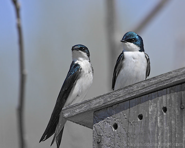 The Purple Martin Family