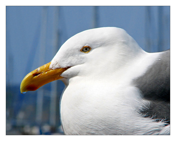 King of the Harbor