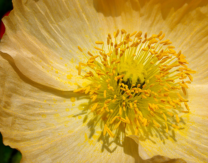 Iceland Poppy