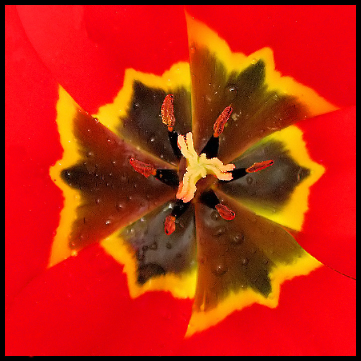 Dew Drops on Tulip