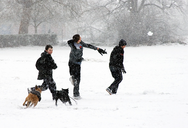 Three Boys - Two Dogs - One Snowball