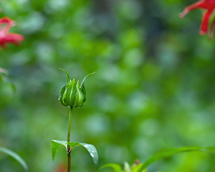 Spring Bud