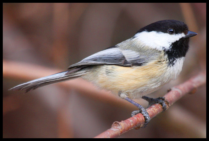 Chickadee 2