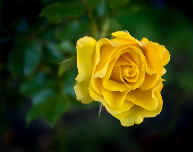 Yellow Rose