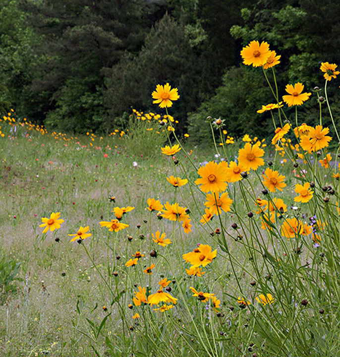 The Flowers...they've gone WILD!