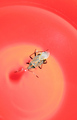 mr. bug