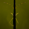 Symmetry, "A Bush-Cricket Behind a Blade of Grass"