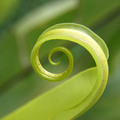 Bass Clef