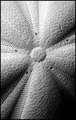 Sand Dollar