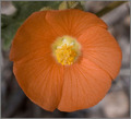 Wildflower