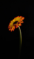 Gerbera - Out Of The Darkness