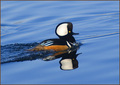 Hooded Merganser