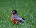 Robin in Earl Spring