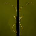 Symmetry, "A Bush-Cricket Behind a Blade of Grass"