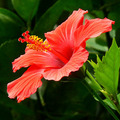 Hibiscus beauty