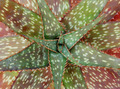 Multi-Color Aloe