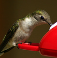 Hummingbird