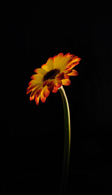 Gerbera - Out Of The Darkness