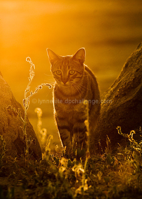 The Evening Hunt