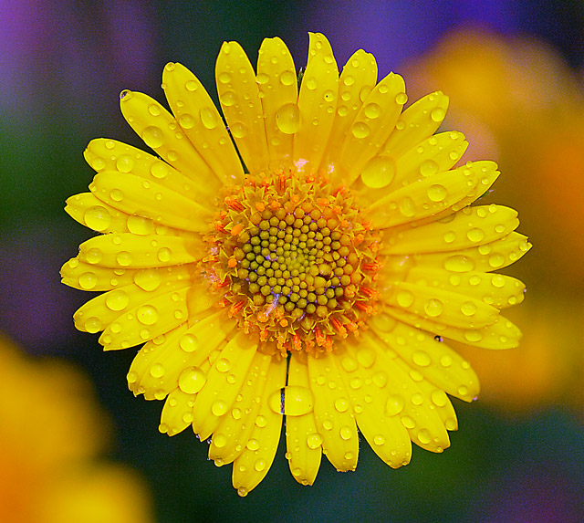 Daisy Drops