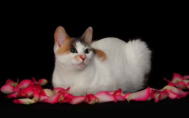Bed of roses