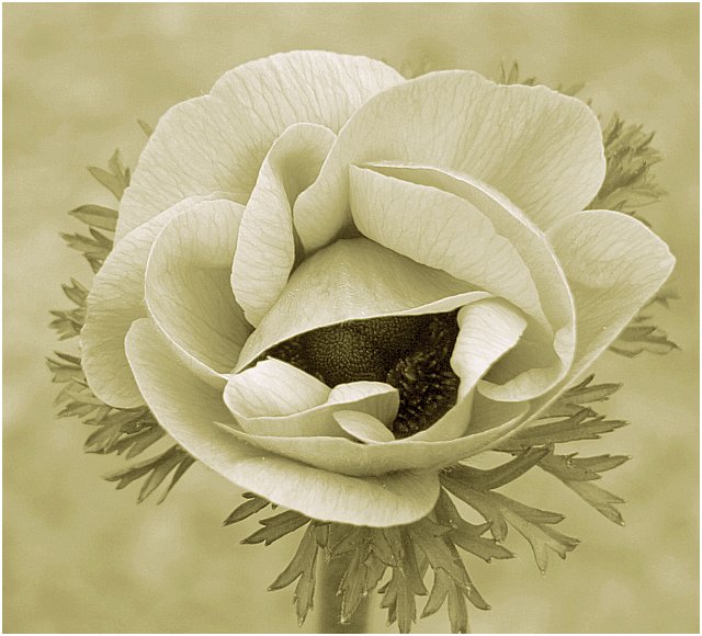 Anemone coronaria