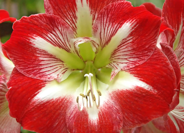 Amaryllis Minerva