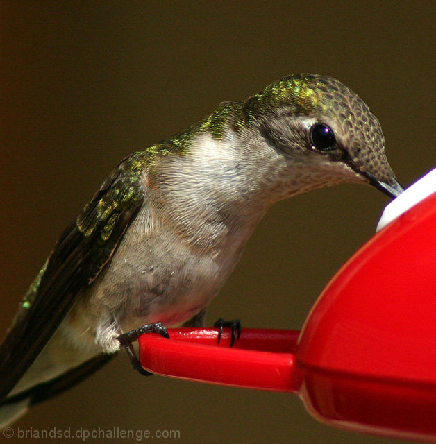 Hummingbird