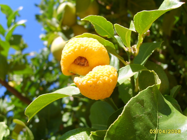 Gnarled Lemon