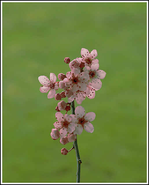 Spring Blossom
