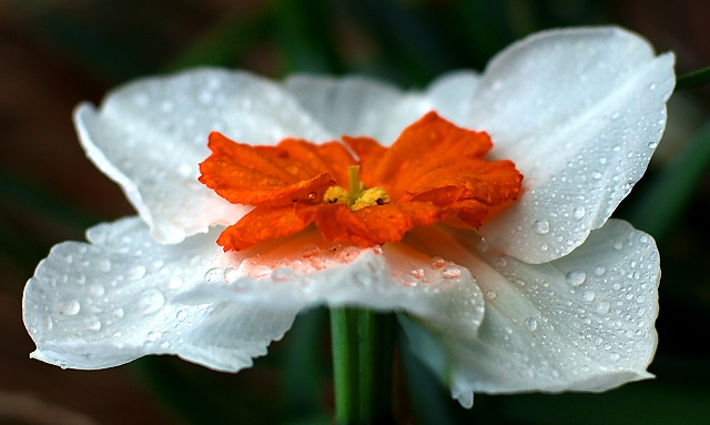 Raindrops on Narcissus