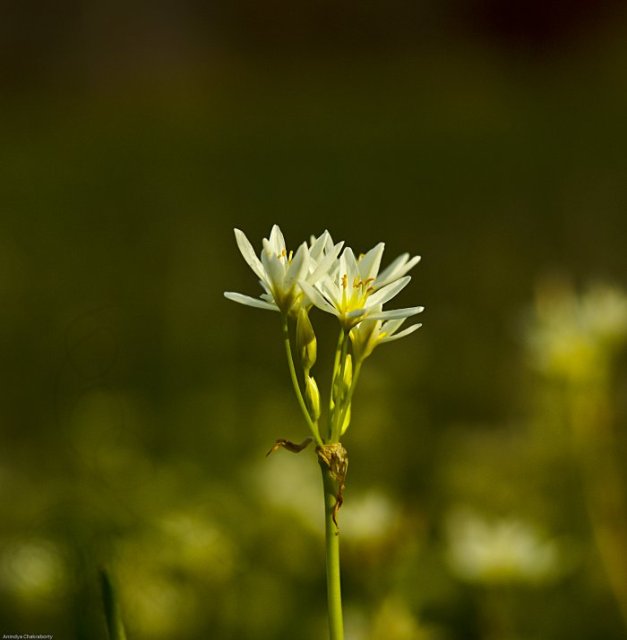 Spring bokeh