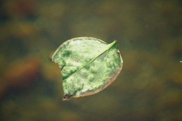 Leaf Fragment