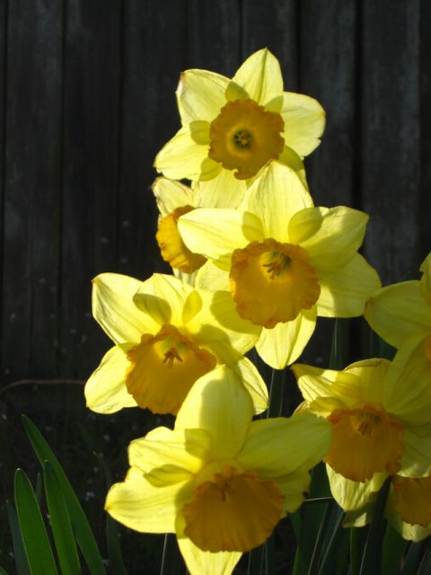 Daffodils