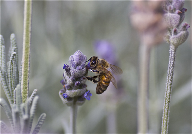 Pollen Harvest