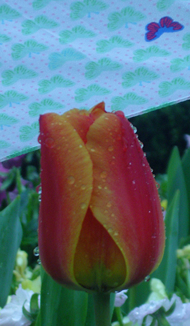 Raindrops On Roses
