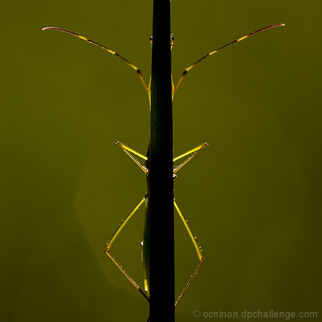 Symmetry, "A Bush-Cricket Behind a Blade of Grass"