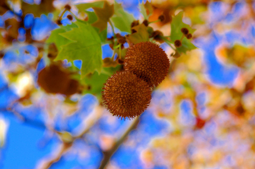 Spiky ball