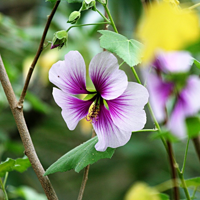 A Visit to the Botanical Garden