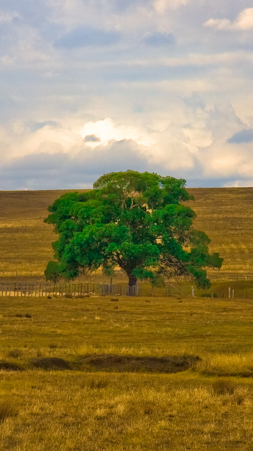 Lone Tree