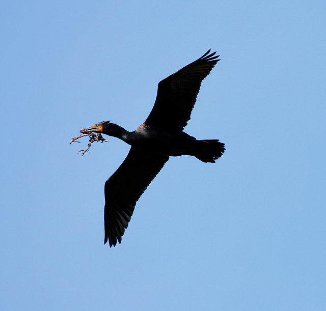 Industrious Cormorant 