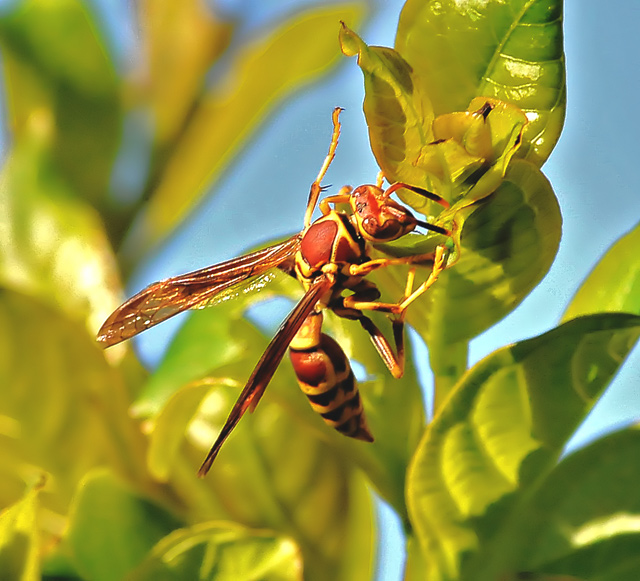 Yellow Jacket